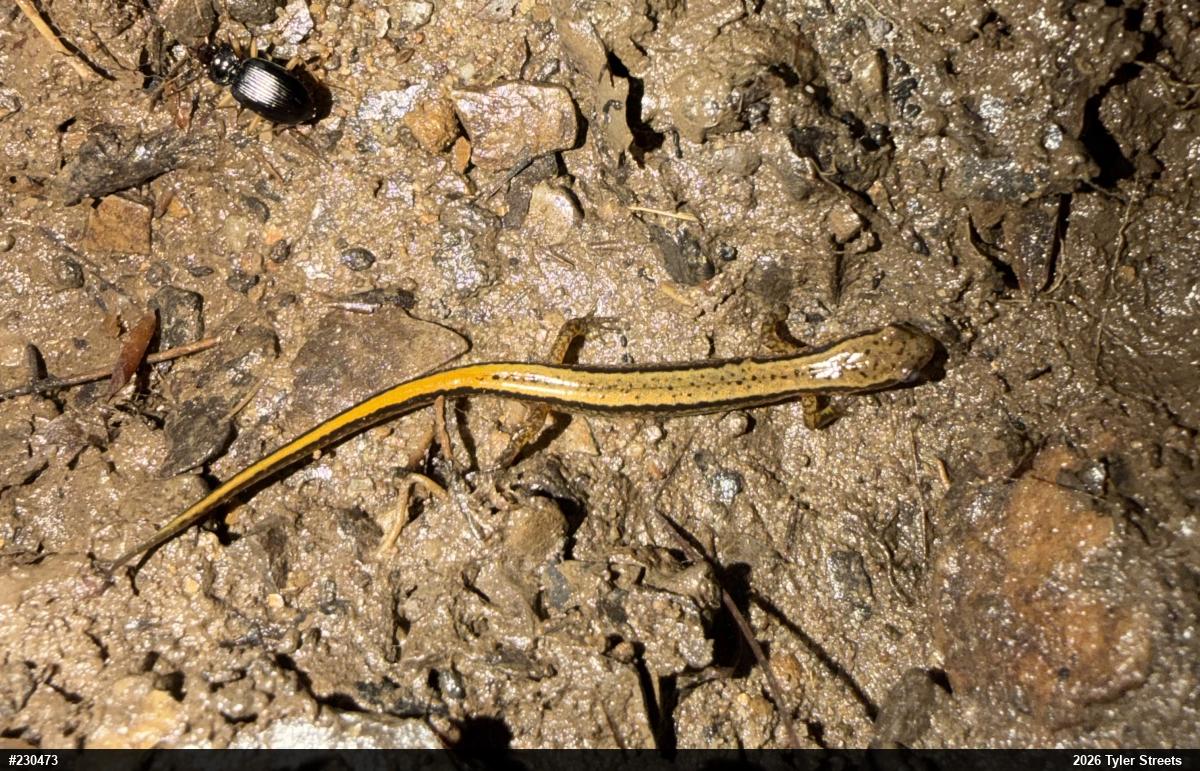 Northern Two-lined Salamander