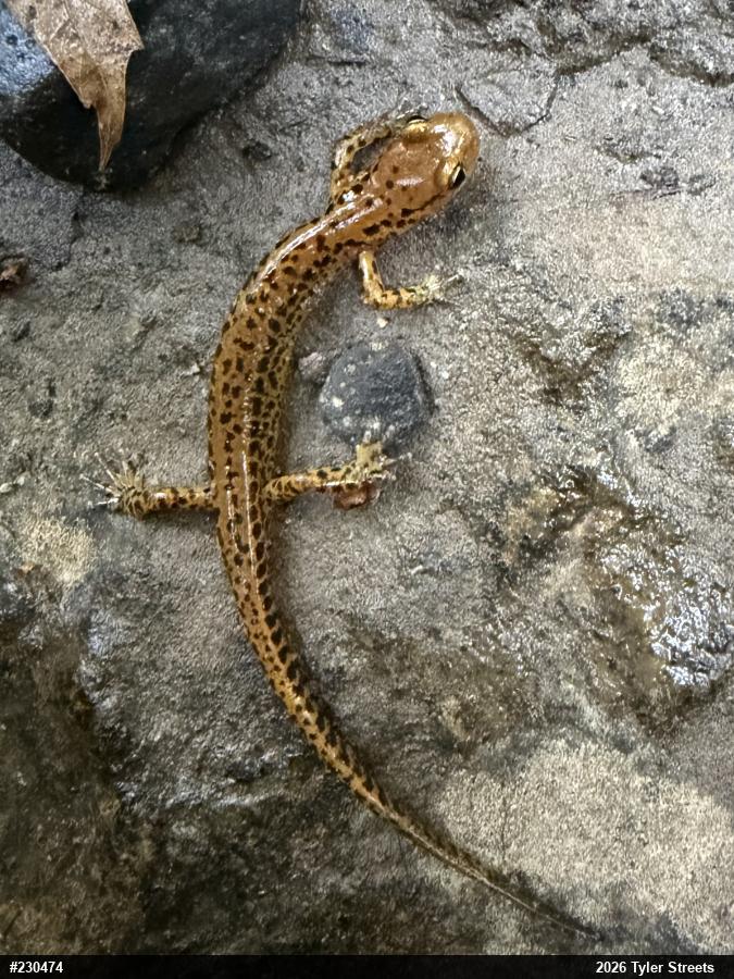 Eastern Long-tailed Salamander