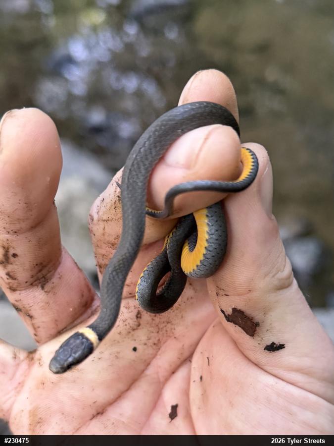 Northern Ring-necked Snake