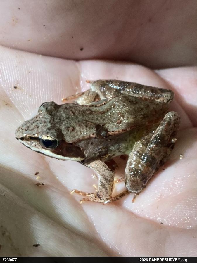 Wood Frog