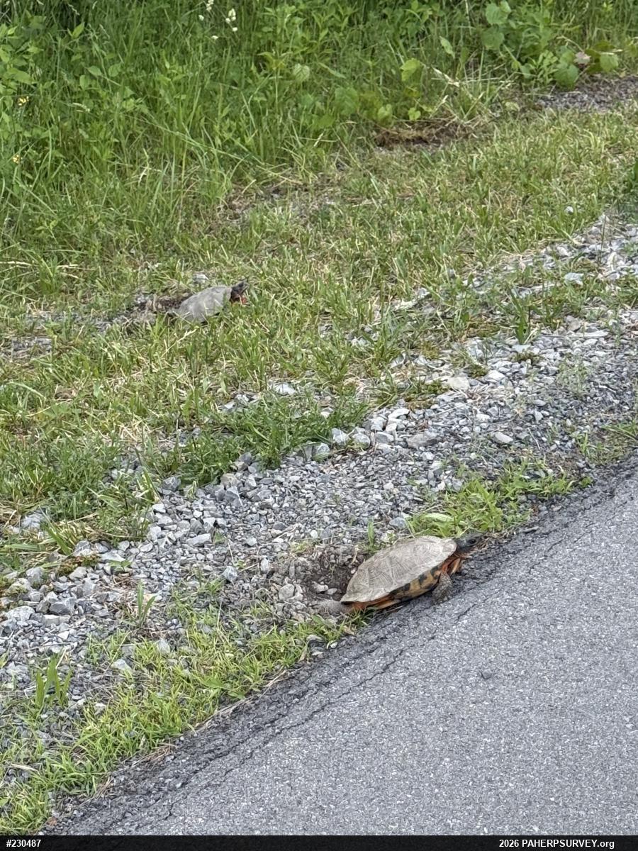 Wood Turtle