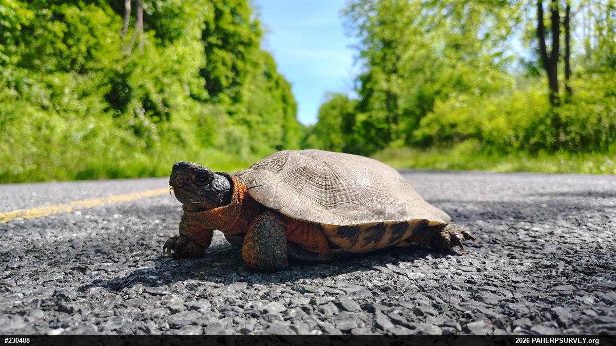 Wood Turtle
