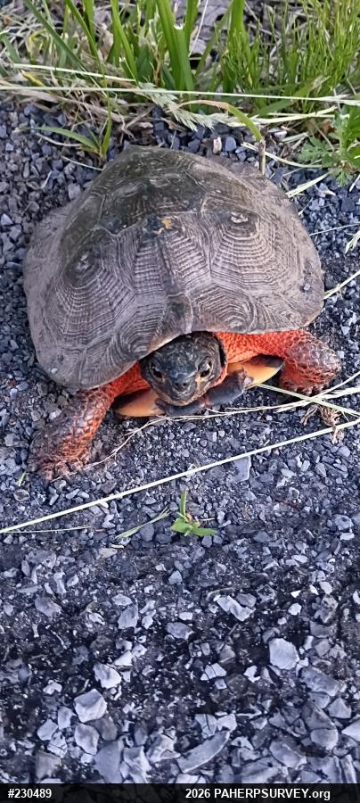 Wood Turtle