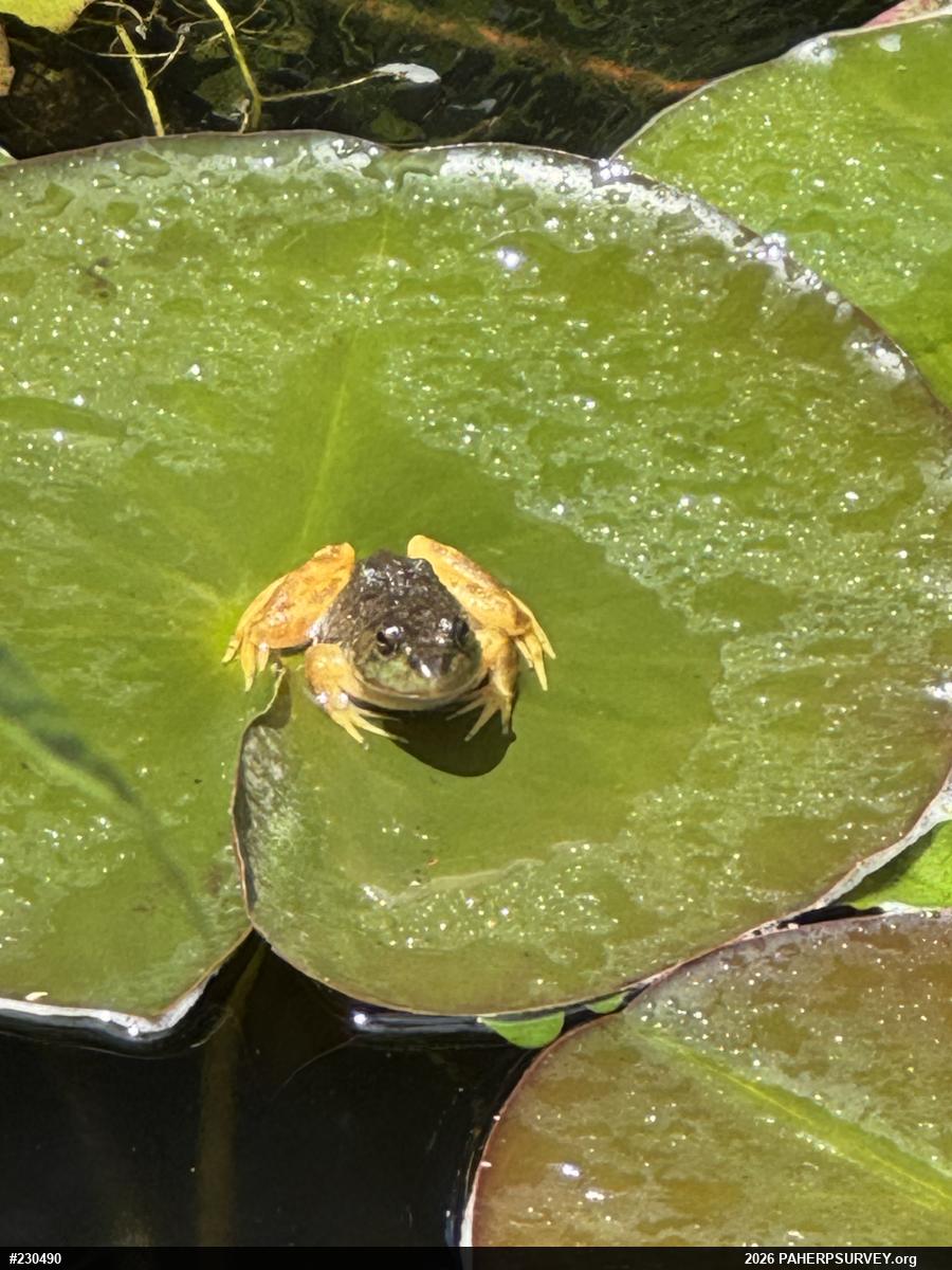 American Bullfrog
