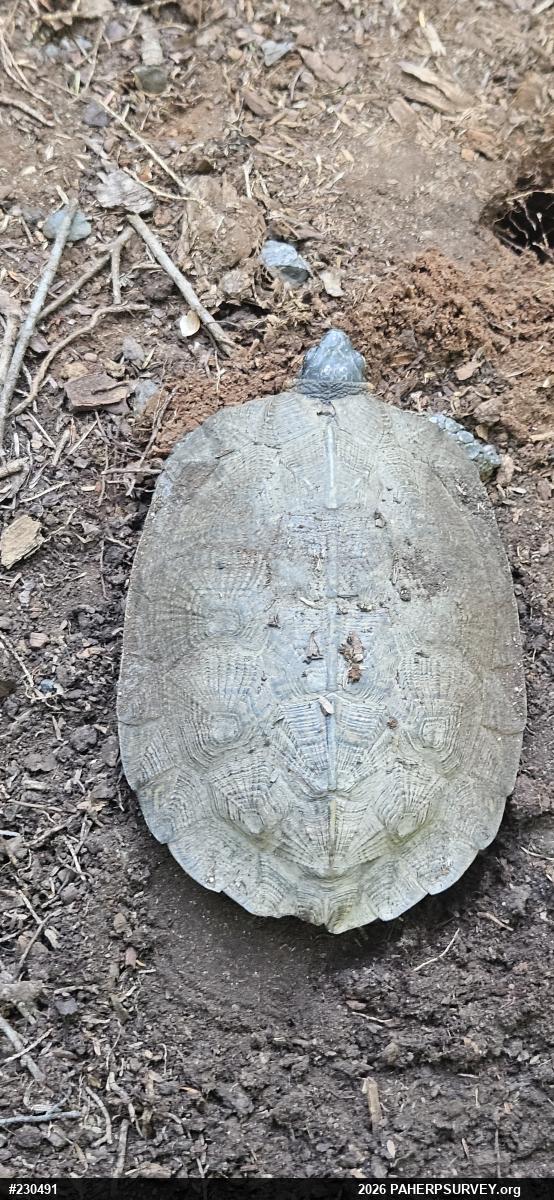 Wood Turtle