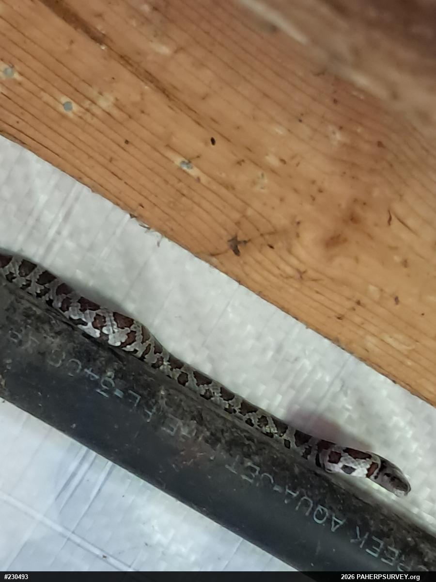 Eastern Milksnake