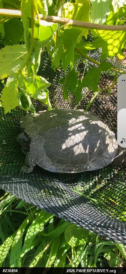 Wood Turtle