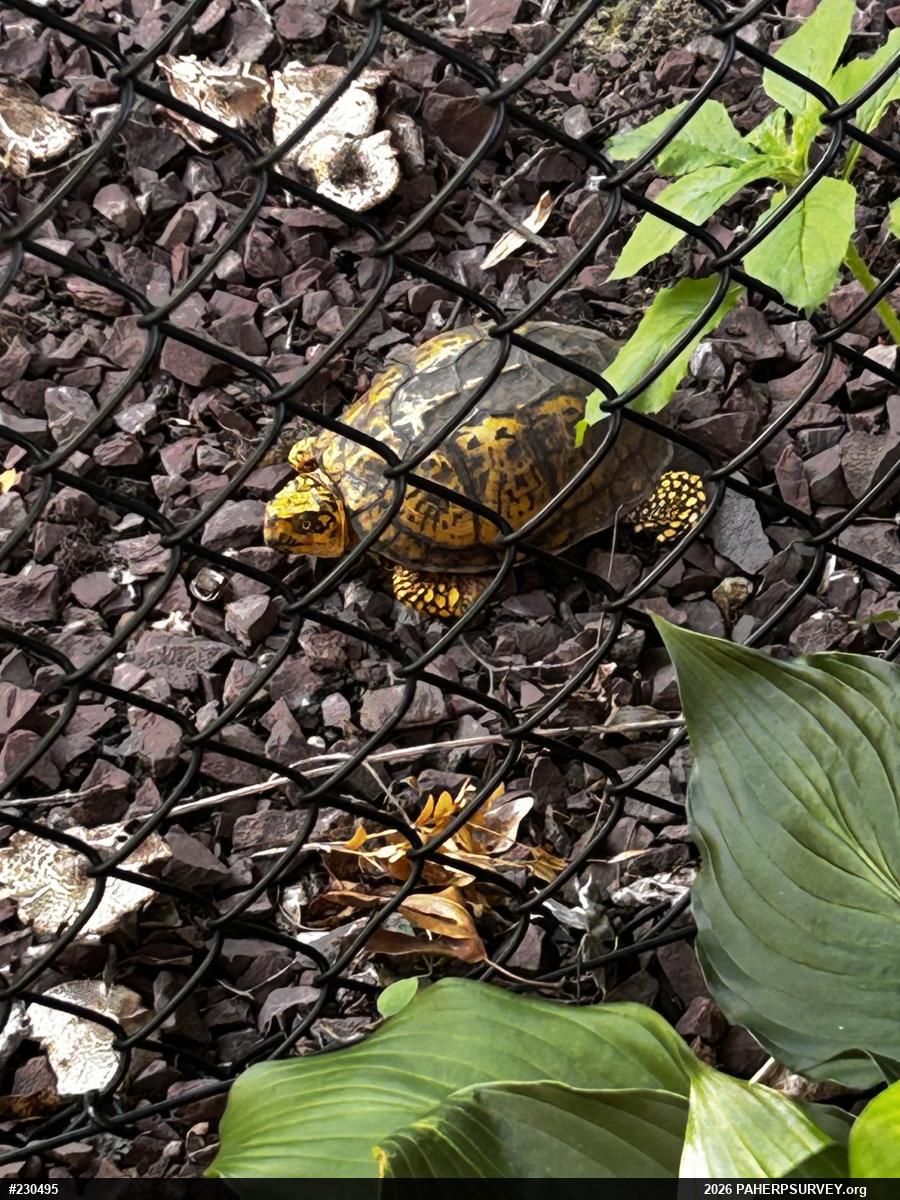 Eastern Box Turtle