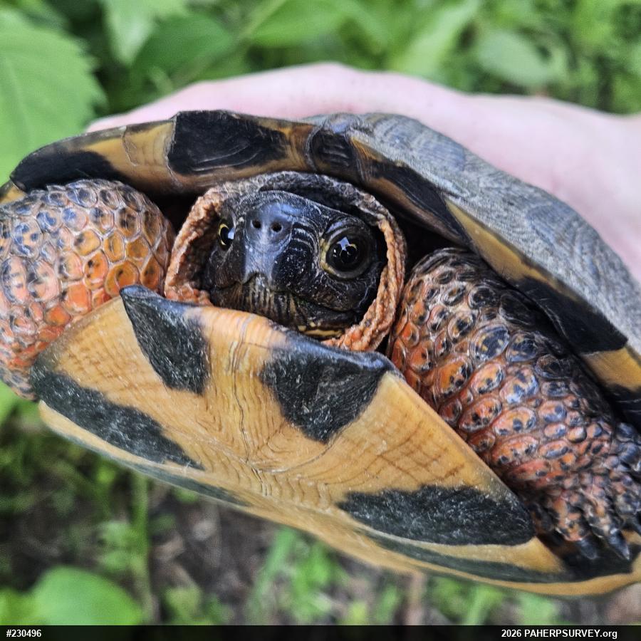 Wood Turtle