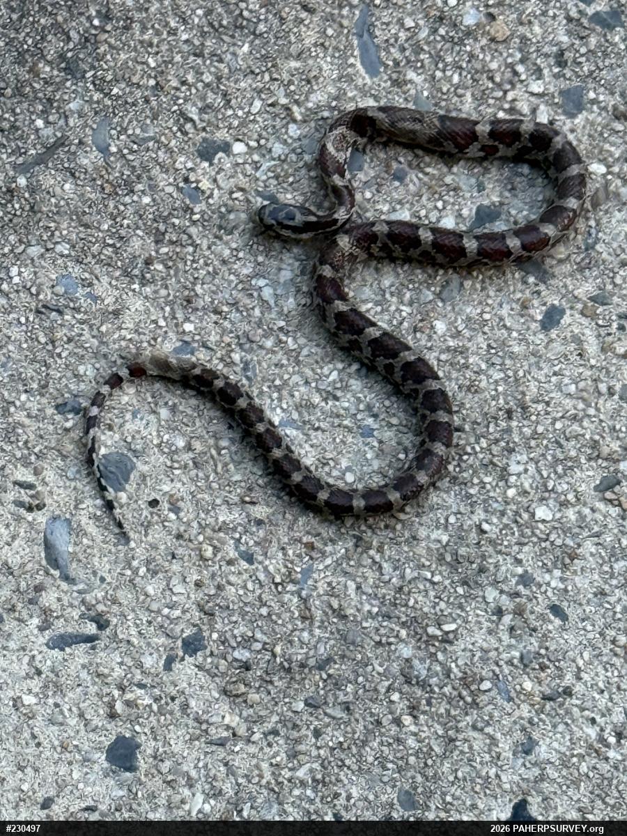 Eastern Ratsnake