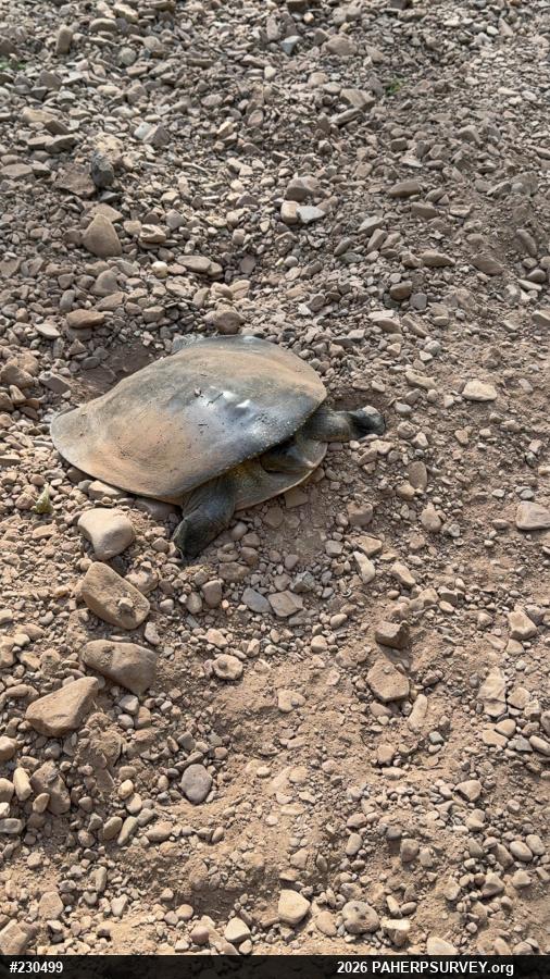 Eastern Spiny Softshell