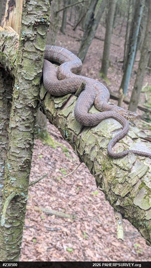 Northern Watersnake