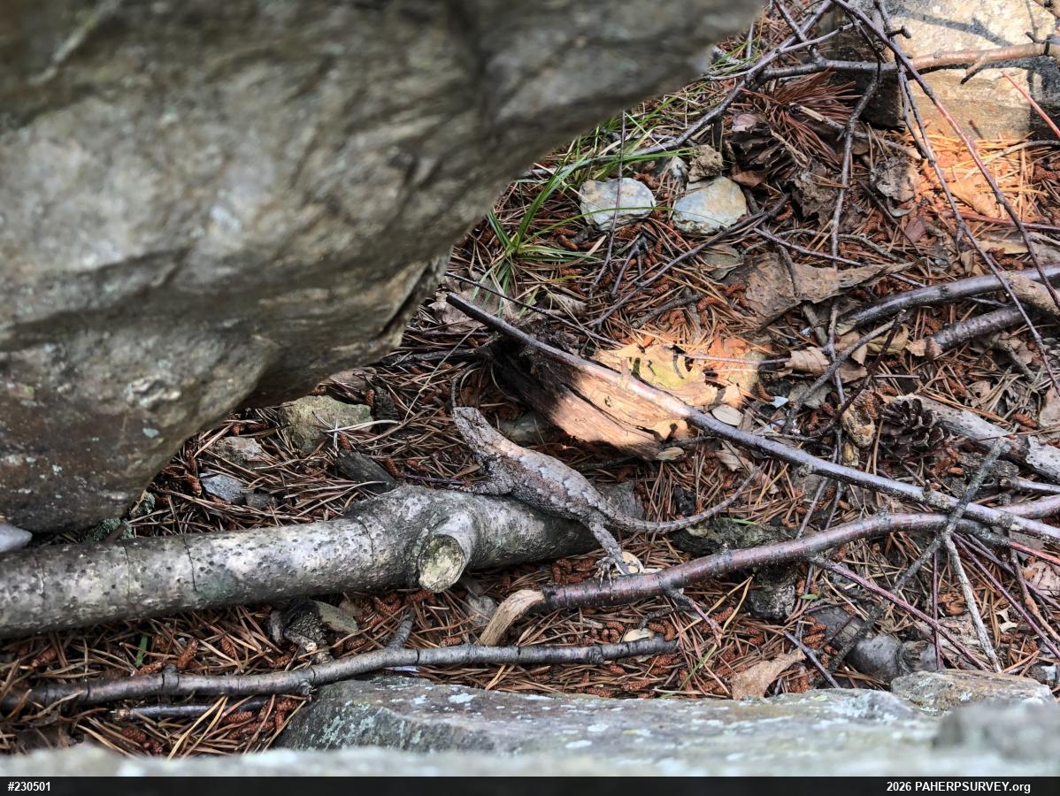 Eastern Fence Lizard