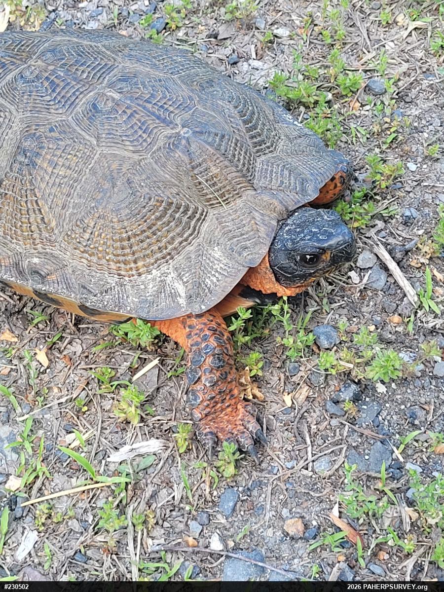 Wood Turtle