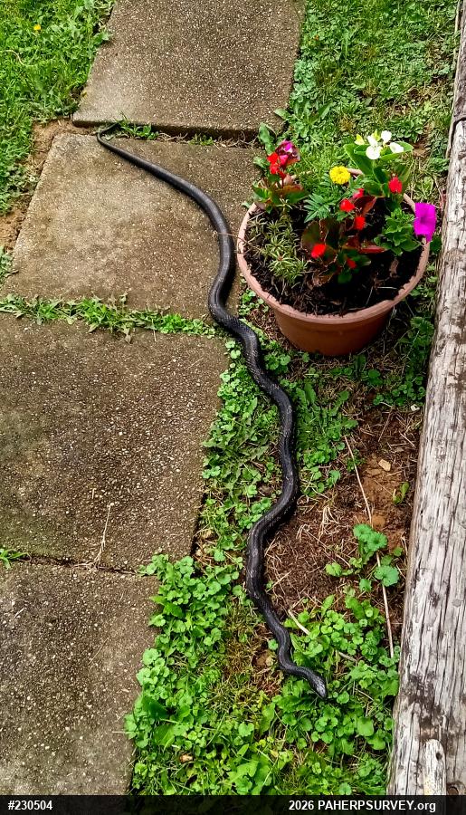 Eastern Ratsnake