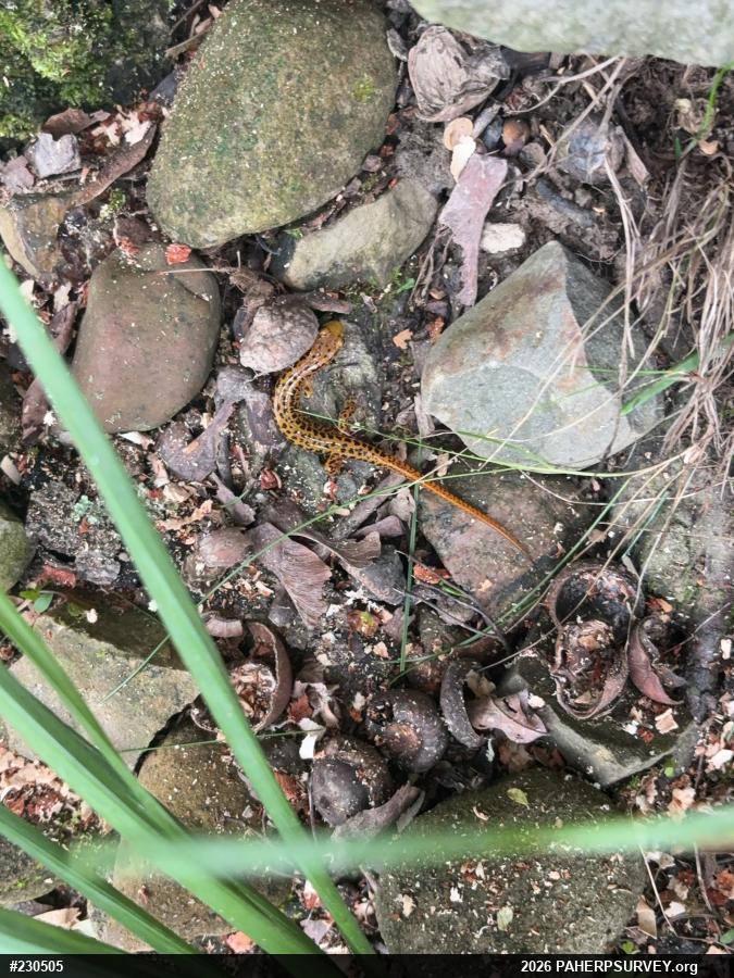 Eastern Long-tailed Salamander