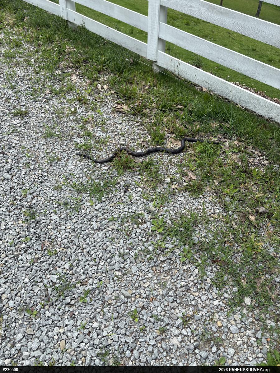 Eastern Ratsnake