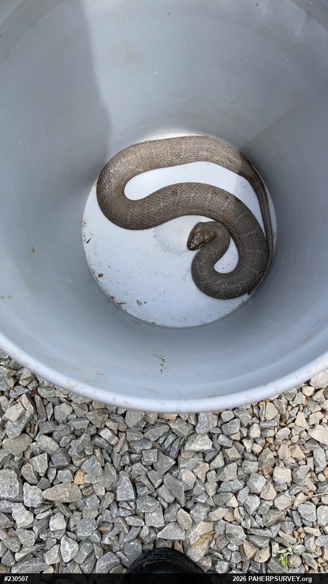 Northern Watersnake