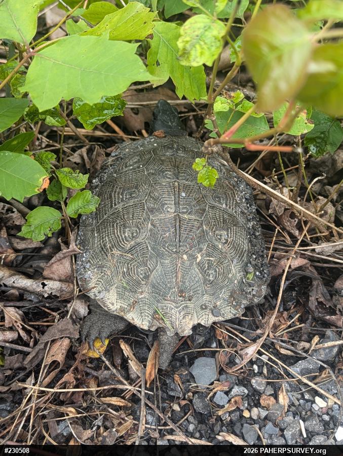 Wood Turtle
