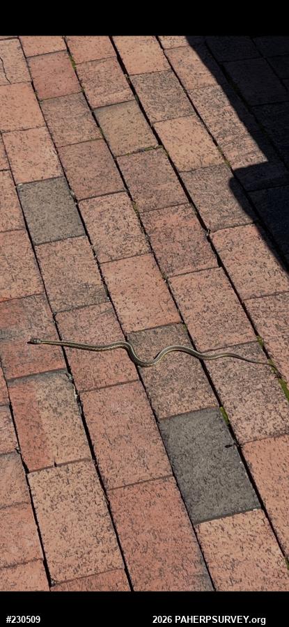 Eastern Gartersnake