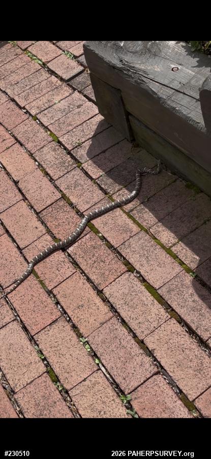 Eastern Milksnake