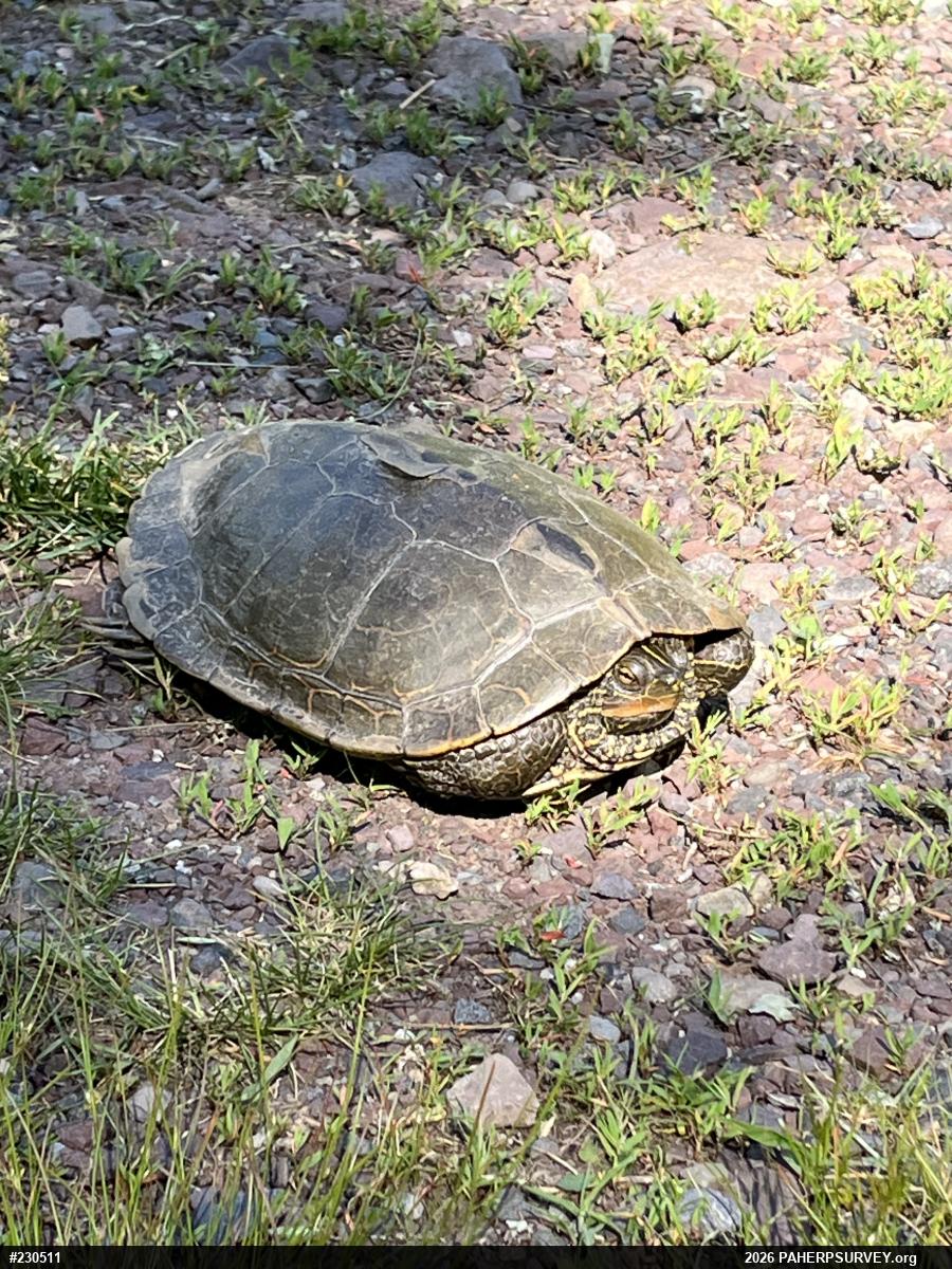 Northern Map Turtle