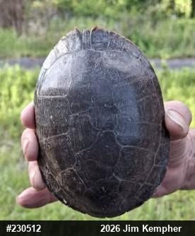 Painted Turtle
