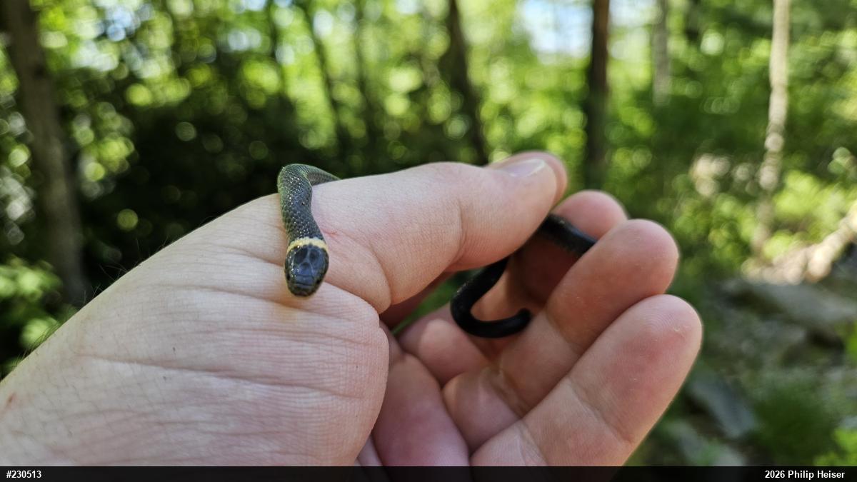 Northern Ring-necked Snake