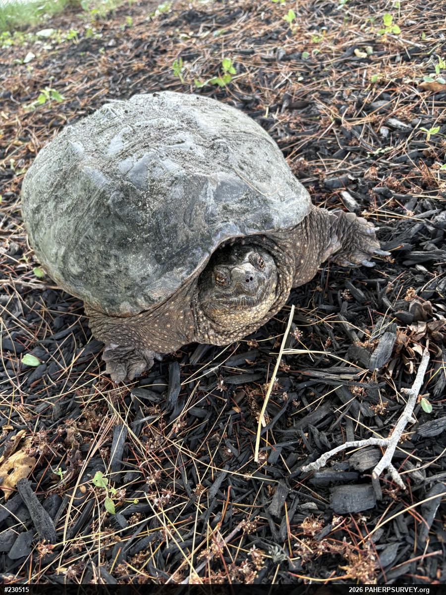 Snapping Turtle