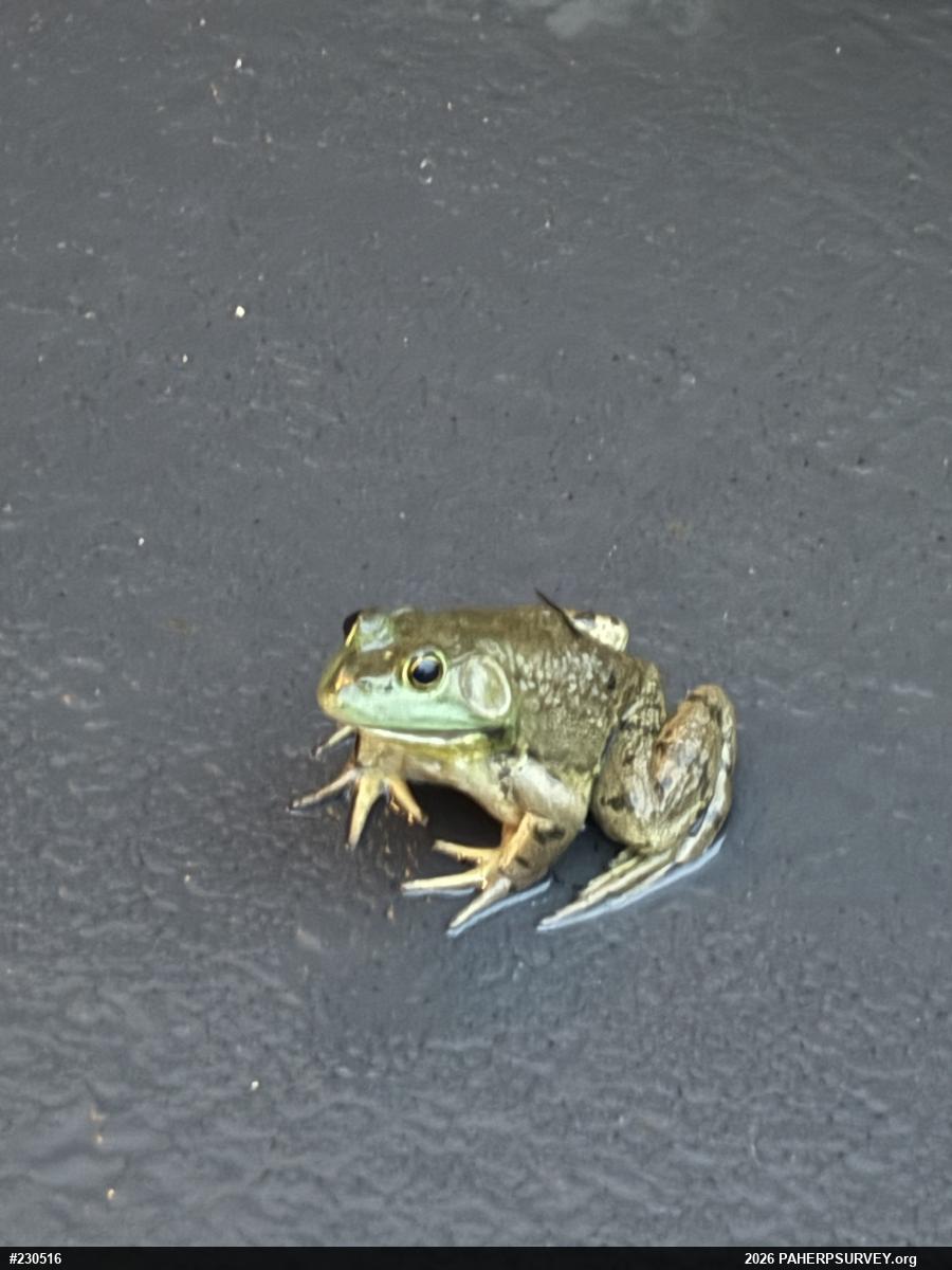 American Bullfrog