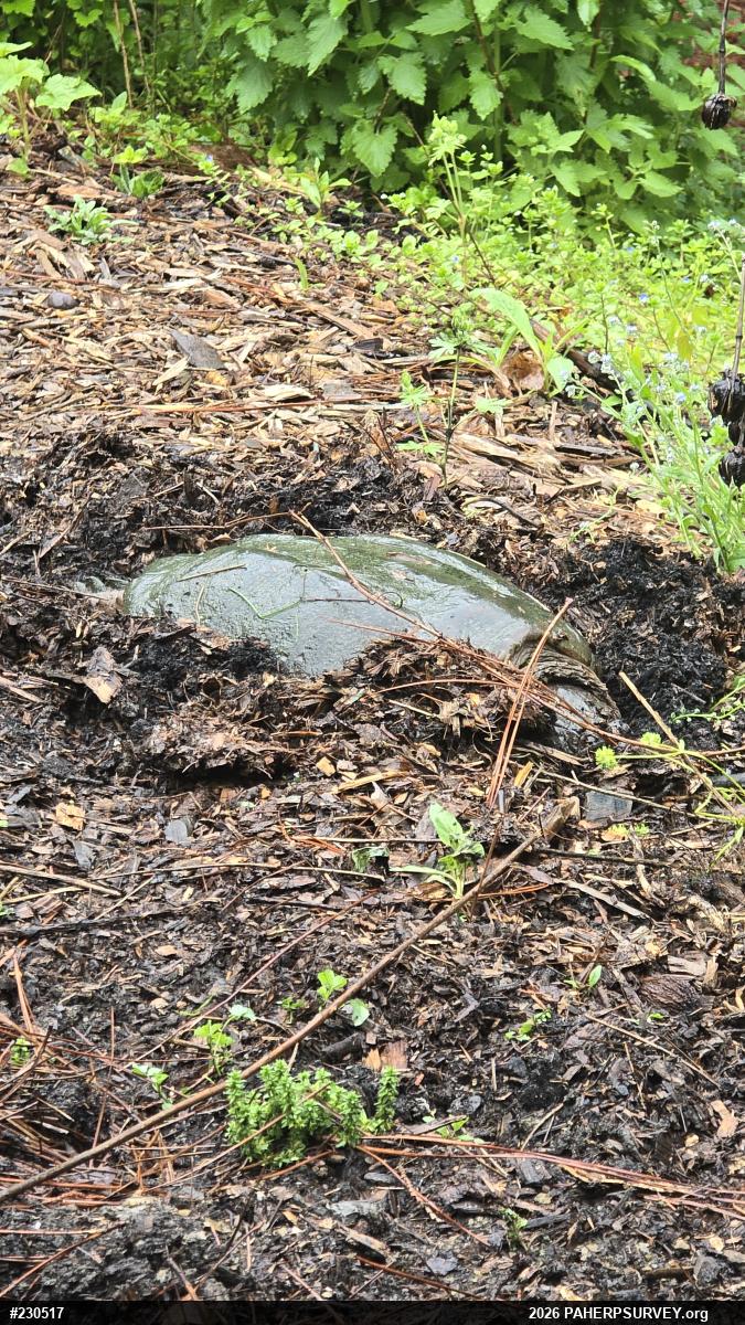 Snapping Turtle