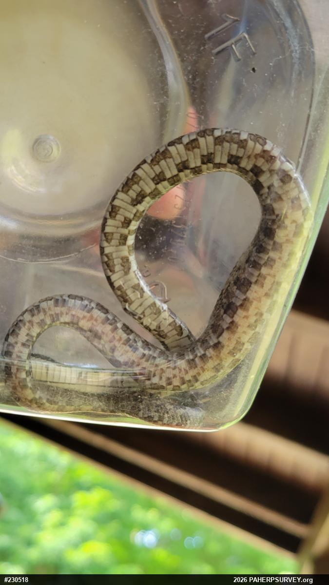 Eastern Ratsnake