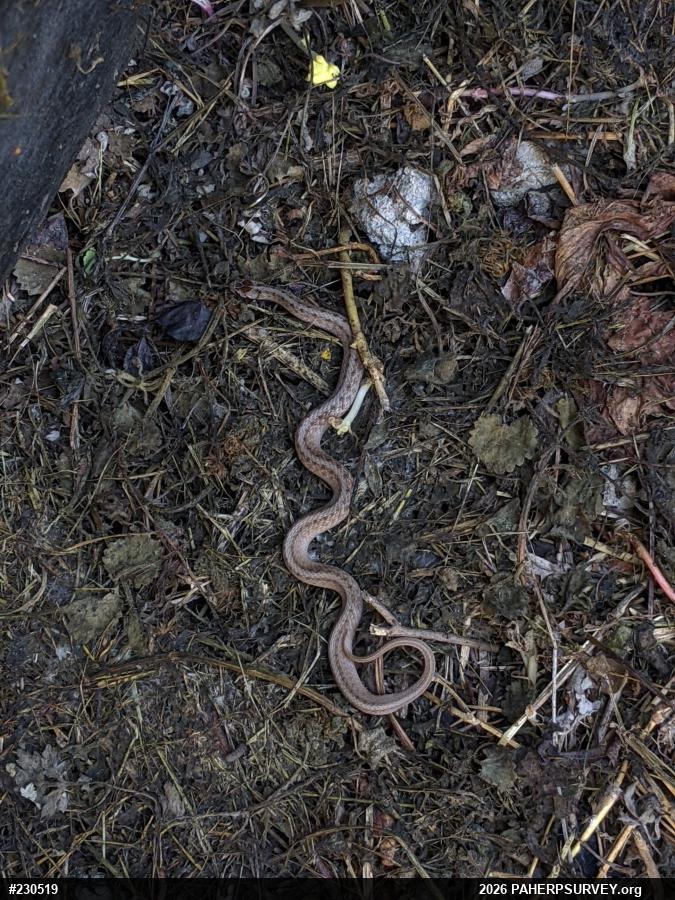 Eastern Gartersnake