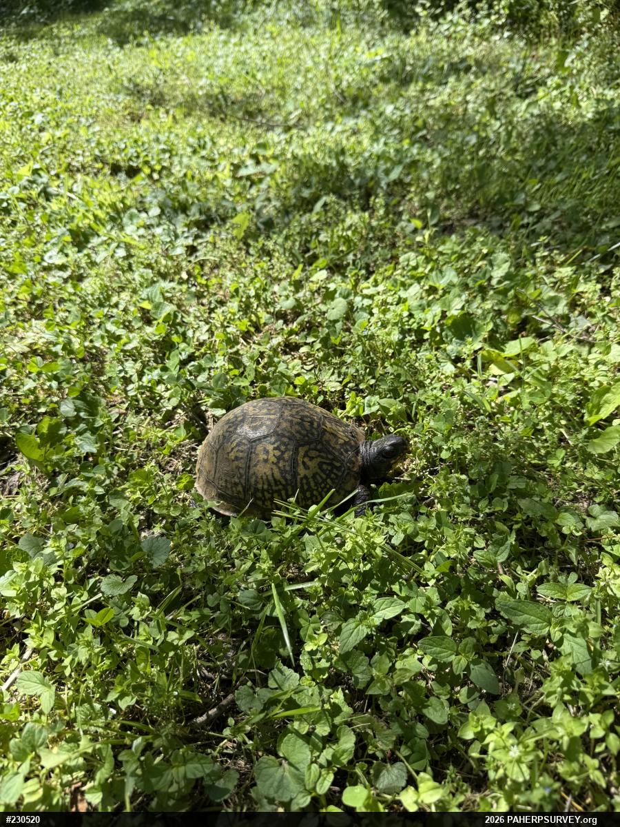 Eastern Box Turtle