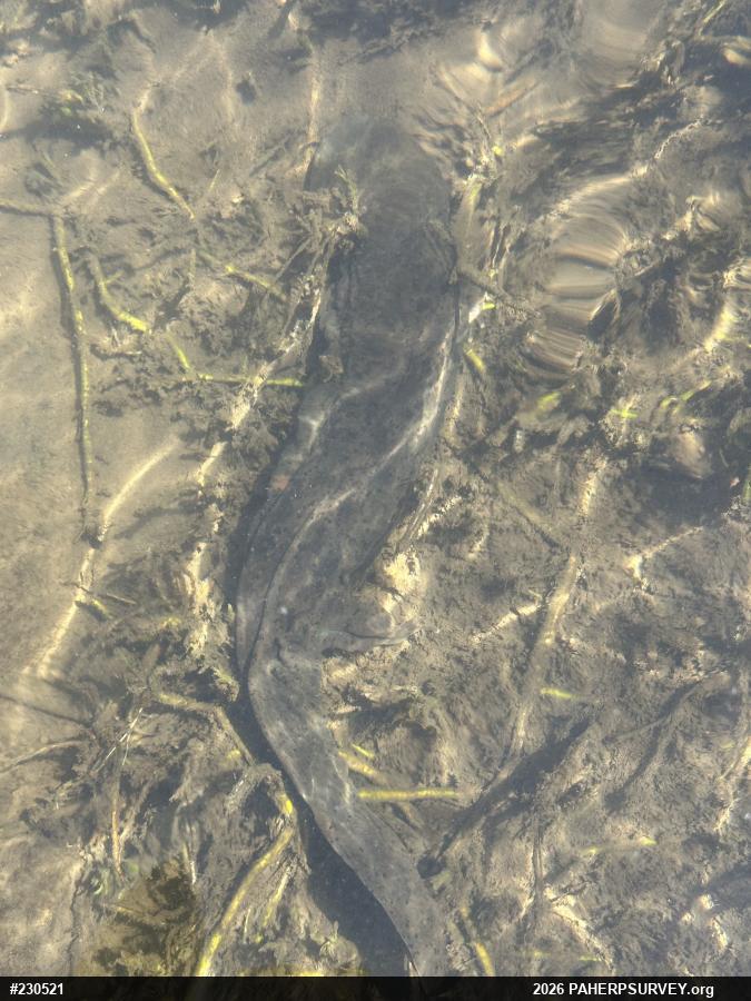 Eastern Hellbender