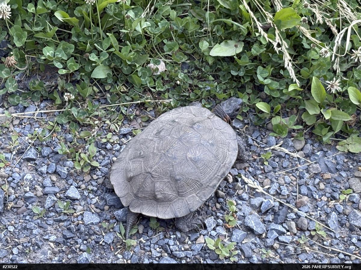 Wood Turtle
