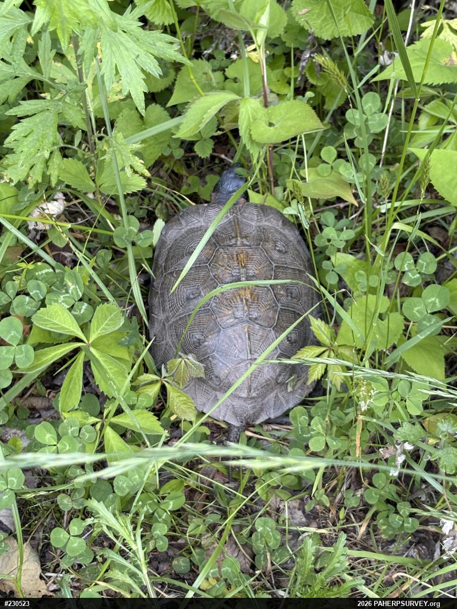 Wood Turtle