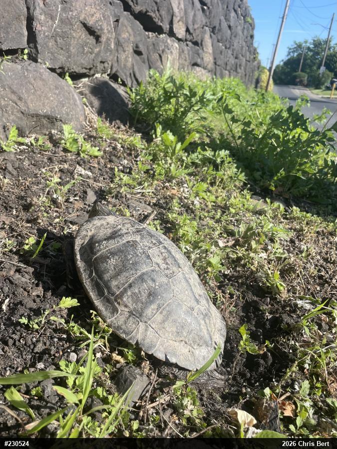 Northern Map Turtle