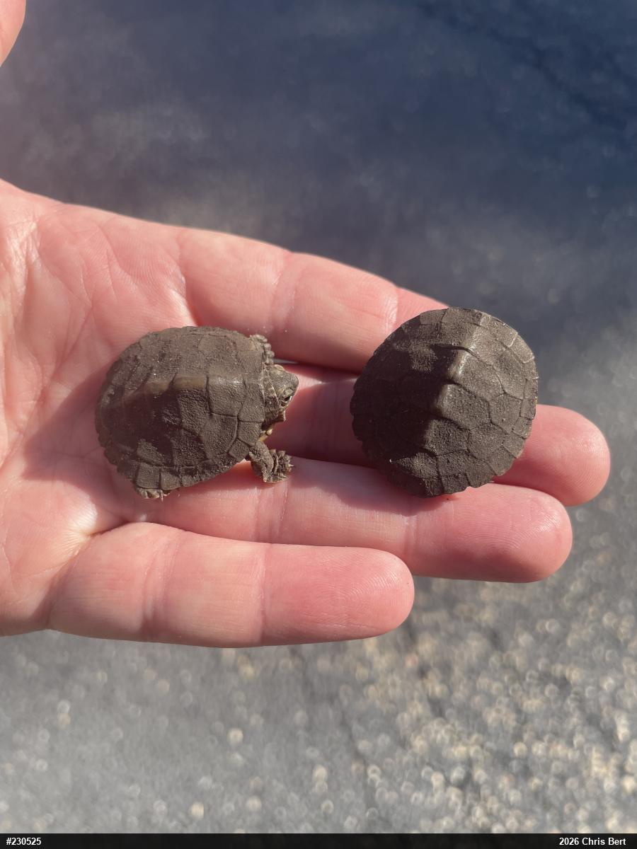 Northern Map Turtle