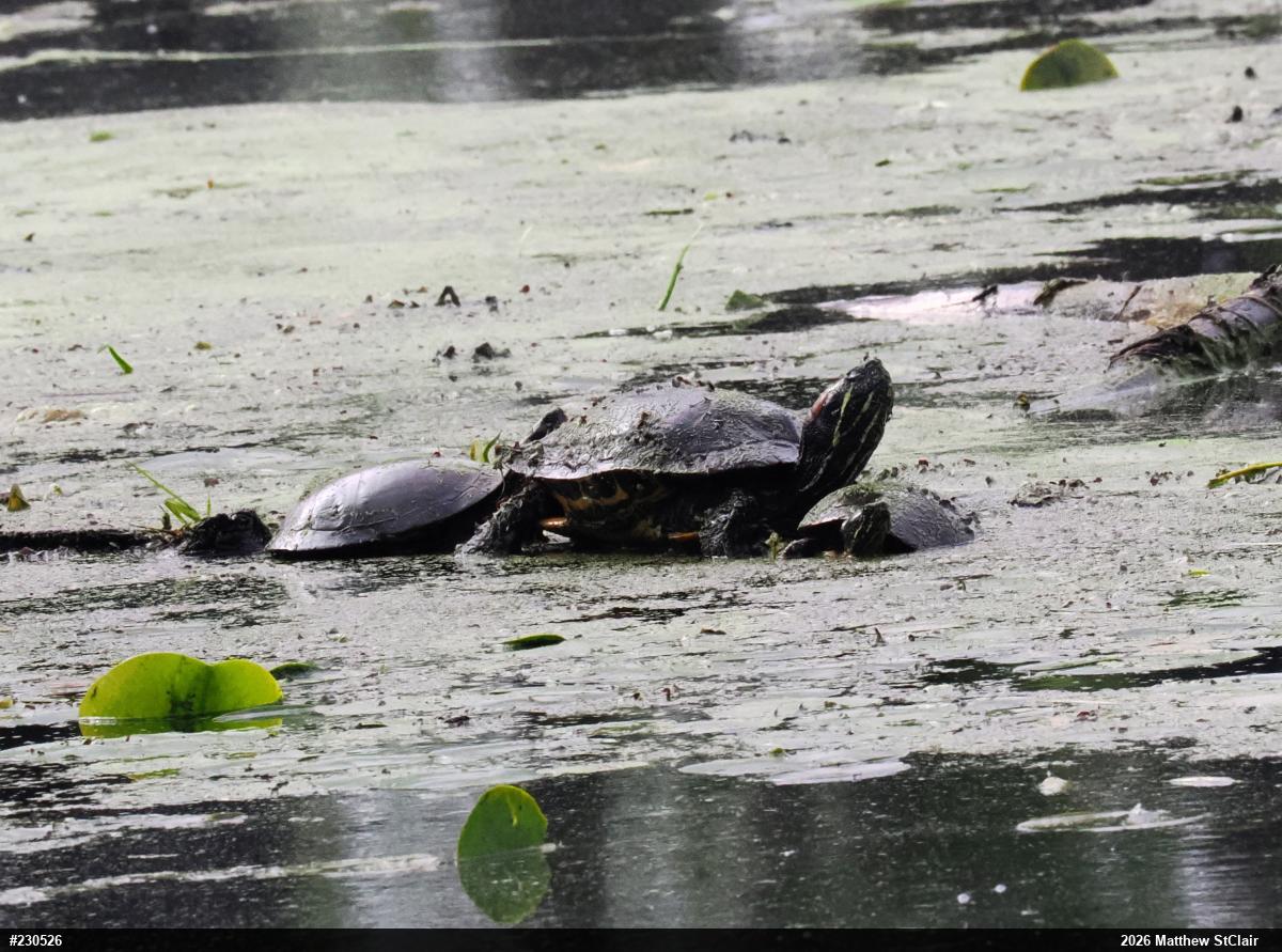 Red-eared Slider