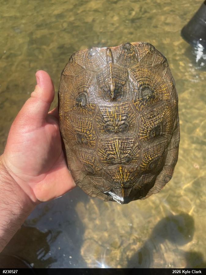 Wood Turtle