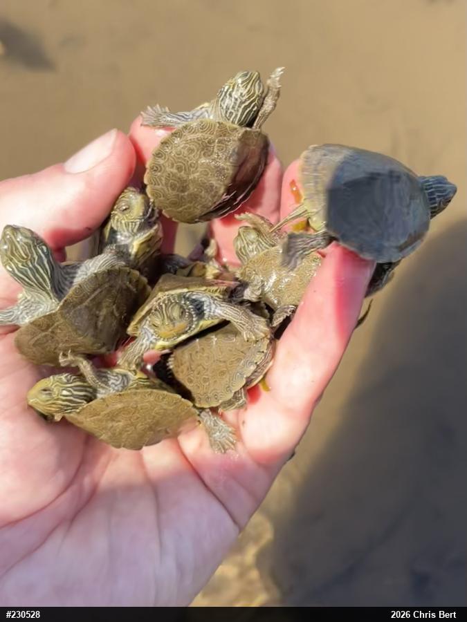 Northern Map Turtle