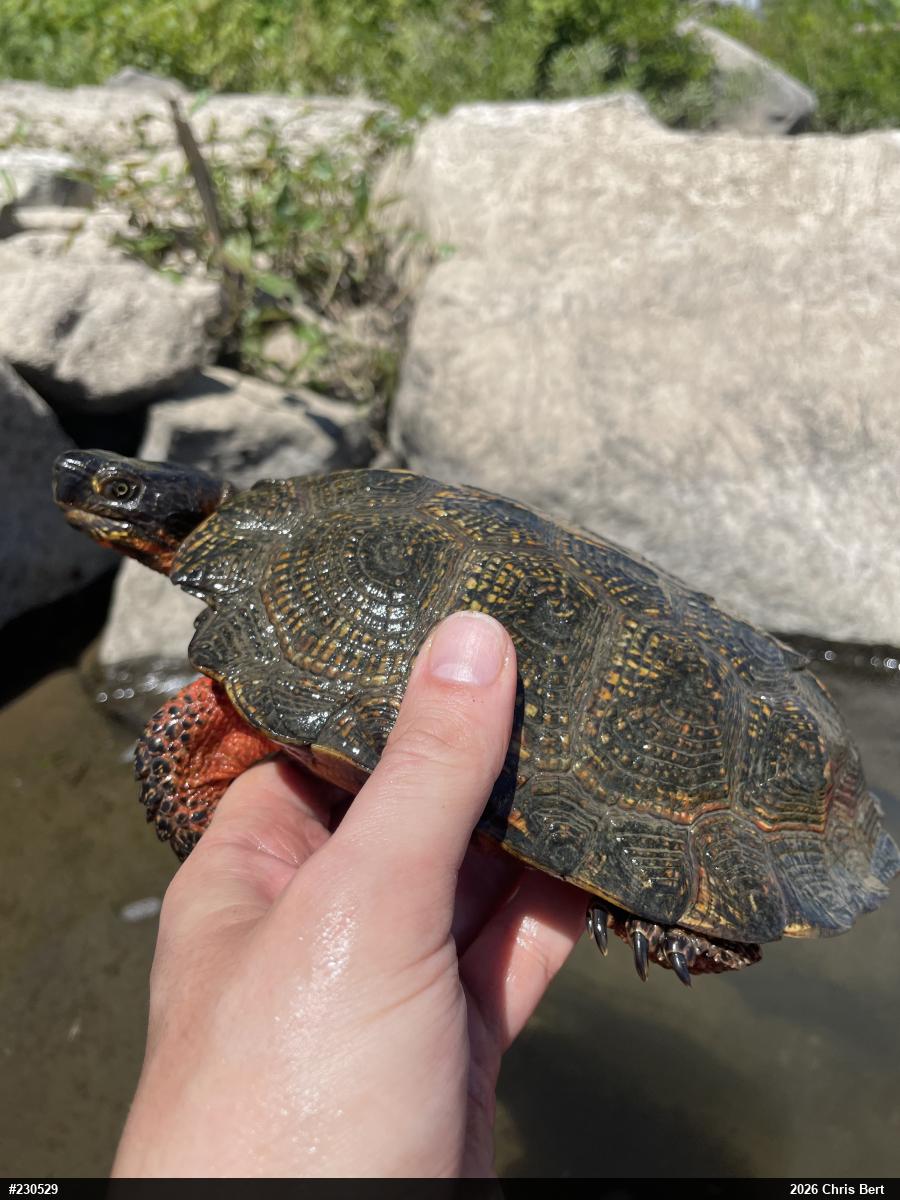 Wood Turtle