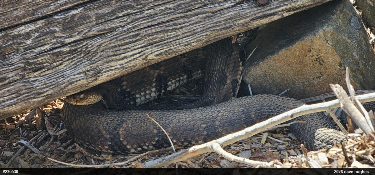 Timber Rattlesnake