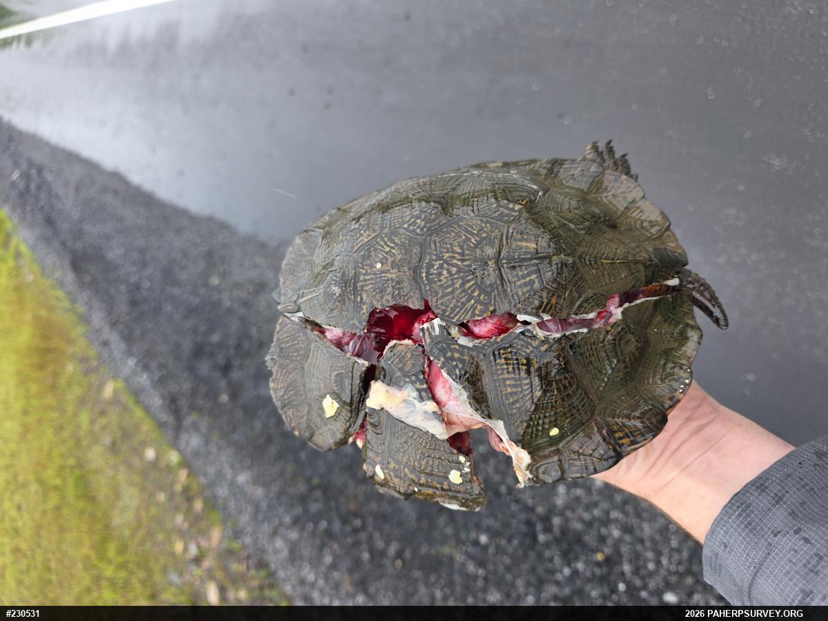 Wood Turtle