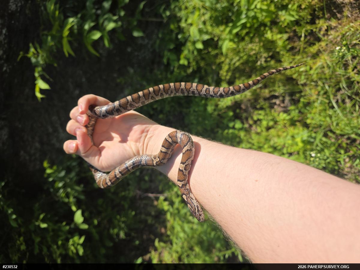 Eastern Milksnake