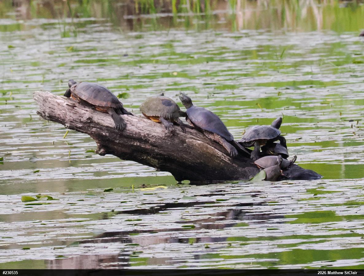 Northern Map Turtle