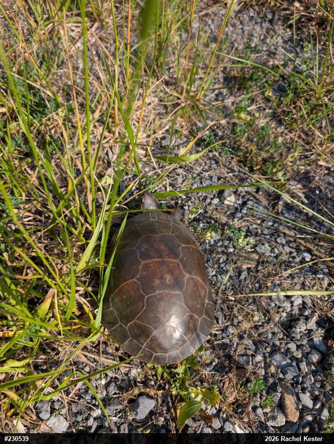 Painted Turtle