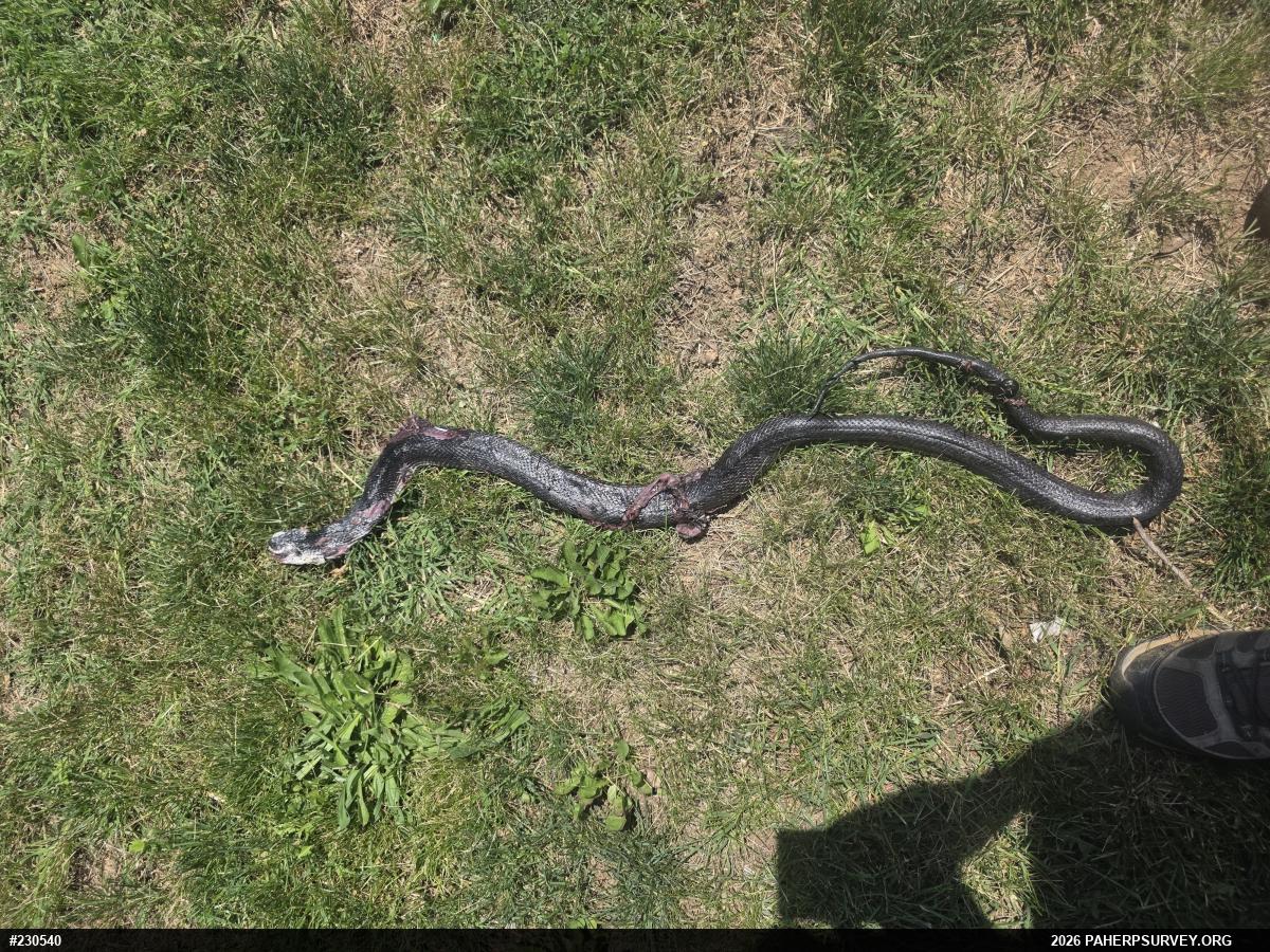 Eastern Ratsnake