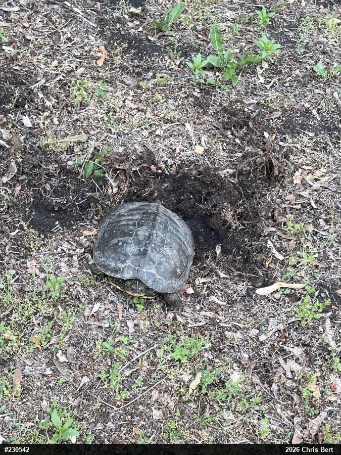 Northern Map Turtle